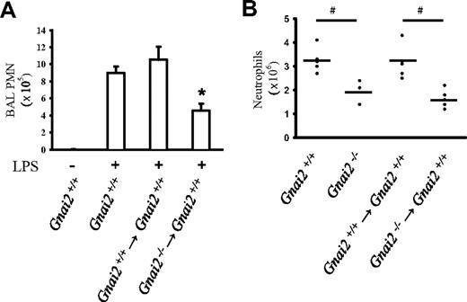 Figure 5. Neutrophil recruitment in a model of LPS-induced lung inflammation and thioglycollate-induced peritonitis is partially dependent on Gαi2 in neutrophils. (A) Neutrophil recruitment into the alveolar compartments of the lung with or without LPS inhalation (24 hours) was determined by flow cytometry. Gnai2−/− mice, Gnai2+/+ mice, and Gnai2−/− → Gnai2+/+ chimeric mice showed different recruitment patterns of neutrophils in the alveolar compartment (n = 4). Data are means plus or minus SEM. (B) Peritoneal neutrophil influx 4 hours after injection of 4% thioglycollate into Gnai2−/− mice (4 mice), Gnai2−/− mice (3 mice), Gnai2−/− → Gnai2+/+ chimeric mice (5 mice), and Gnai2+/+ → Gnai2+/+ mice (5 mice). Total number of neutrophils (× 106) in the peritoneal cavity counted using Kimura-stained samples. Horizontal bars are means of 5 replicates. *P < .05 versus other groups; #P < .05.