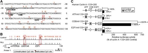 Figure 3. Cyclin A promoter study. (A) CpG island sequence. Human cyclin A promoter CpG island (−131/138) contains 23 CpG sites (bold) and 3 consensus elements (underlined). Cis-acting transcription factors that bind to cyclin A promoter include ATF/CREB, CDE/CHR, and E2F. (B) Methylation status bisulfate genomic DNA sequencing. HUVECs were treated with 50 μM DL-Hcy for 48 hours. Genomic DNA was extracted and modified by bisulfite to convert all unmethylated cytosines to uracils. Bisulfite-modified DNAs were amplified with cyclin A–specific primers, cloned into the TA cloning vector, and sequenced. Unmethylated cytosines are indicated by stalks. Methylated cytosines are indicated by stalks with oval heads. (C) Promoter activities. Plasmids containing cyclin A promoter (−133/+205) with mutations on each consensus element were constructed with the luciferase (Luc) gene in PGL2 vector. HUVECs were transiently transfected with 2 μg PGL2 plasmid DNA by Lipofectin transfection. Cells were treated with 50 μM DL-Hcy in control medium 24 hours after transfection, and harvested 24 hours later. The corrected luciferase activity for each time point was divided by that of control plasmid in cells not treated with Hcy, and is presented as relative luciferase activity. Values represent the mean (± SD) from 3 separate experiments (n = 9). *P < .01 versus control.