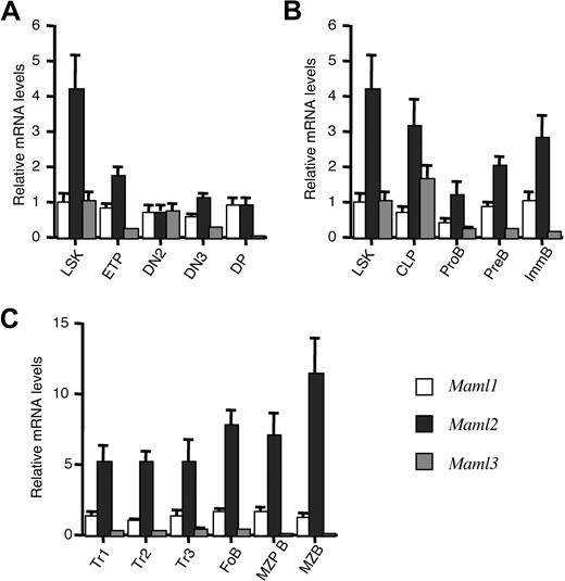 Figure 1. Maml genes are differentially expressed in hematopoietic and lymphoid progenitor subsets. Quantitative RT-PCR was performed on cDNA isolated from multipotent BM progenitors, thymocyte subsets, BM B lineage progenitors, and splenic B-cell subsets from C57BL/6 mice fractioned by flow cytometry. Maml1-Maml3 transcript levels were normalized using Hprt expression. The Maml1/Hprt ratio in LSK progenitors was normalized to 1. The measurements were performed in triplicates. Results are shown as means plus or minus SD. (A) Relative expression of Maml1-Maml3 in multipotent BM progenitors (LSK subset) and thymocyte subsets. LSK indicates Lin−Sca-1+c-kit+; ETP, early T lineage progenitors (Lin−c-Kit+CD25−); DN2, CD4−CD8− double-negative 2 (Lin−c-Kit+CD25+); DN3, double-negative 3 (Lin−c-Kit+CD25−); and DP, CD4+CD8+ double-positive thymocytes. (B) Maml expression in BM B-cell progenitor subsets. CLP indicates common lymphoid progenitors (Lin−Sca-1loc-kitloIL-7Rα+Flt3+); ProB, pro-B cells (B220+CD43+AA4.1+CD19+sIgM−); PreB, pre-B cells (B220+CD43−AA4.1+sIgM−); and ImmB, immature B cells (B220+CD43−AA4.1+sIgM+). (C) Maml expression in splenic B-cell subsets. Tr1-Tr3 indicates successive stages of immature transitional B cells (Tr1, B220+AA4.1+sIgMhiCD23−; Tr2, B220+AA4.1+sIgMhiCD23+; Tr3, B220+AA4.1+sIgMintCD23+); FoB, follicular B cells (most abundant mature B-cell type in the spleen; B220+AA4−sIgMintCD23+); MZP B cells, marginal zone B cell precursors (B220+AA4.1−sIgMhiCD21hiCD23+); MZB, marginal zone B cells (B220+AA4.1−sIgMhiCD21hiCD23lo).