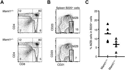 Figure 2. Normal T-cell development and decreased numbers of MZB cells in Maml1+/− mice. (A) Flow cytometric analysis showed a similar percentage of CD4+CD8+ double-positive and CD4+ or CD8+ single-positive cells in the thymus of Maml1+/− mice compared with wild-type littermates. Numbers indicate the percentage of cells in each quadrant. (B) Flow cytometric analysis of splenic B-cell subsets showing a reduced percentage of B220+CD21hiCD23lo MZB cells in Maml1+/− compared with wild-type spleens. Numbers indicate the percentage of cells in the rectangular box identifying MZB cells. (C) Data from multiple mice were compiled, indicating significant Maml1 dosage-dependent decrease in MZB cells. Each triangle represents a data point for a single mouse (Maml1+/+, ▴, n = 5; Maml1+/−, ▵, n = 5).