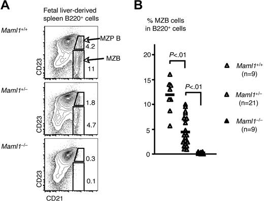 Figure 3. Characterization of splenic B-cell subsets in fetal liver hematopoietic chimeras reveals an absolute dosage-dependent requirement for Maml1 in MZB development. (A) Representative contour plots showing that MZB precursors (MZP B) and MZB populations were absent in Maml1−/− fetal liver chimera, while reduced to about half of normal in Maml1+/− fetal liver chimera compared with the wild-type controls. Host-derived CD45.1+ cells were excluded from the analysis. (B) Compilation of data collected from all the fetal liver chimeras that were analyzed (Maml1+/+, n = 9; Maml1+/−, n = 21; Maml1−/−, n = 9). MZB cells were essentially absent in Maml1−/− chimeras and decreased in numbers in Maml1+/− heterozygous chimeras. Differences were highly statistically significant (P < .01; Student t test).