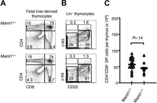 Figure 4. Preserved development of αβ lineage T cells in the absence of Maml1. (A) Flow cytometric analysis showed a similar percentage of CD4+CD8+ double-positive and CD4+ or CD8+ single-positive thymocytes in recipients of Maml1−/− compared with Maml1+/− progenitors. Numbers indicate the percentage of cells in each quadrant. Host-derived CD45.1+ cells were excluded from the analysis. (B) Normal distribution of Lin− thymocyte progenitor subsets, as defined using c-Kit and CD25 expression, in recipients of Maml1−/− compared with Maml1+/− progenitors. Numbers indicate the percentage of cells in each quadrant. Host-derived CD45.1+ cells were excluded from the analysis. (C) Absolute number of donor-derived double-positive thymocytes in all the fetal liver chimeras that were analyzed (Maml1+/−, ▵, n = 21; Maml1−/−, ▴, n = 9). The trend for decreased numbers of double-positive thymocytes in Maml1−/− compared with Maml1+/− progenitors was not statistically significant (P = .14; Student t test).