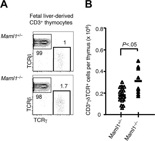 Figure 5. Increased numbers of γδ lineage T cells in the absence of Maml1. (A) Flow cytometric analysis showed an increased percentage of TCRγ+ cells among CD3+ thymocytes in recipients of Maml1−/− compared with Maml1+/− progenitors (representative examples). Numbers indicate the percentage of cells in each box. Host-derived CD45.1+ cells were excluded from the analysis. (B) Absolute number of donor-derived CD3+ γδ T cells in the thymus of all the fetal liver chimeras that were analyzed (Maml1+/−, ▵, n = 21; Maml1−/−, ▴, n = 9). The increased number of γδ T cells in Maml1−/− compared with Maml1+/− recipients was statistically significant (P < .05; Student t test).