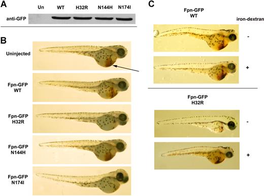 Figure 1. Expression of mutant Fpn in zebrafish affects hemoglobinization of erythrocytes. Zebrafish embryos were injected with wild-type or mutant Fpn-GFP. At 48 hpf, the embryos were homogenized (A), and Fpn-GFP levels were assayed by Western blot analysis or (B) stained with o-dianisidine to detect hemoglobinized cells (brown color denoted by the arrow). The figures are representative of 6 different experiments in which 100 embryos were injected with each construct. The survival rate (n = 600) was 69.6% for embryos injected with wild-type constructs, 50.8% for embryos injected with H32R constructs, 64.7% for embryos injected with N144H constructs, and 48.2% for embryos injected with N174I constructs. (C) Embryos were injected with wild-type or H32R constructs with or without coinjection of iron-dextran. The survival rate was 70% for wild-type embryos injected with or without iron-dextran, 50% for wild-type embryos injected with H32R without iron-dextran, and 62% for wild-type embryos injected with iron-dextran.