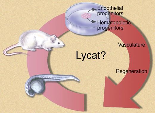 Role of Lycat in cell differentiation: a cardiovascular continuum? The cloche mutant zebrafish characterized by severe anemia and defective endocardium. Out of the cloche genetic interval the Lycat gene was cloned. Mouse derived ES cells transfected with the Lycat transgene are driven to an endothelial and hematopoietic phenotype. Although the results are very promising, many questions remain to be answered before potential translation to clinical applications. Illustration by Marie Dauenheimer.