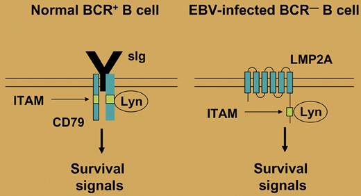 In normal B cells, the BCR provides a tonic survival signal. This signal is mediated through an immunoreceptor tyrosine-based activation motif (ITAM) that is found in the BCR coreceptors CD79a and CD79b. Several tyrosine kinases (eg, Lyn) can bind to the ITAM and initiate a signaling cascade. In EBV-infected B cells, LMP2A may mimic the presence of a functional BCR, as it also contains a cytoplasmatic ITAM, thereby allowing survival of BCR-deficient B cells.