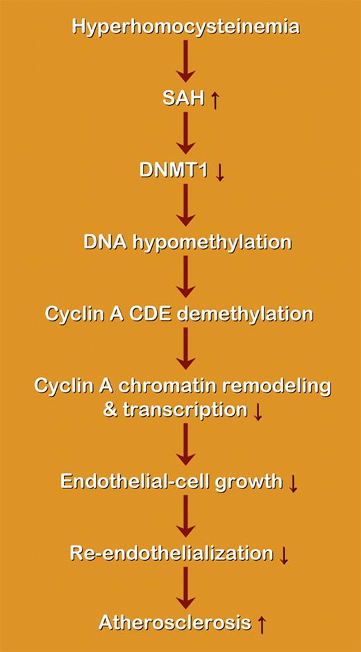 Schematic representation of the proposed effect of hyperhomocysteinemia on DNA methylation and atherosclerosis. SAH indicates S-adenosyl-homocysteine; DNMT, DNA methyltransferase. Hcy may induce the accumulation of SAH, a potent inhibitor of cellular methylation, as well as subsequent cellular hypomethylation, including DNA hypomethylation. Hcy-induced DNA demethylation is mediated by DNMT1 inactivation, which leads to demethylation of the cyclin A promoter CDE, and also leads to cyclin A promoter remodeling. Cyclin A chromatin remodeling may facilitate the function of CDE suppressor and result in cyclin A suppression. The activity of the suppressor element is increased due to DNA hypomethylation, which promotes chromatin remodeling and the access of suppressors to the chromatin, leading to transcriptional inhibition.