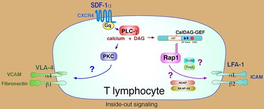 Model for integrin activation by the chemokine SDF-1α in human T cells. SDF-1α binding to the G protein–coupled receptor CXCR4 activates Gq-coupled signaling to PLC-γ, generating DAG and releasing intracellular calcium via IP3. These intracellular second messengers activate PKC and CalDAG-GEF1 to initiate inside-out signaling to the integrins VLA-4 (α4β1) and LFA-1 (αLβ2), respectively. The mechanism by which PKC triggers VLA-4 binding to VCAM is unknown. CalDAG-GEF1 is a Rap1-specific guanine nucleotide exchange factor whose catalytic (GEF) domain is activated by direct binding of calcium and DAG to adjacent EF hand domains and a DAG-binding motif. Rap1 activation by CalDAG-GEF1 selectively activates LFA-1 binding to ICAM. This may require the actions of the Rap1 effectors RIAM and RapL. RapL binds to LFA-1 and may help bring Rap1 to the plasma membrane. Adaptor molecules ADAP and SKAP-55 may also facilitate coupling of Rap1 to LFA-1.