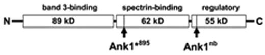 Figure 1. Schematic representation of mouse ankyrin-1 peptide showing sites of truncation products encoded by the ENU-generated nonsense mutation Ank1*895 (Glu → stop) and the normoblastosis (nb) mouse (Ank1nb). While the phenotype of the heterozygous (Ank1*895/+) mutant line on the C3H background is mild, intercross breeding of mutant mice did not yield pups homozygous for the mutant allele - suggesting an embryonic lethal phenotype. Surprisingly, when the C3H-Ank1*895 line was bred with the SvImJ/129 strain we were able to obtain viable homozygous Ank1*895/*895 offspring from intercross of the Ank1*895/+ 129xC3H hybrid mutant line. Homozygous Ank1*895 mice were obtained at low frequency and displayed a severe phenotype with remarkable splenomegaly. In this study we have generated a novel mouse model of hereditary spherocytosis and examined the compensatory mechanisms that permit the survival of homozygous Ank1*895 mice from embryo to adults. In addition, we determined the stability of Ank1*895 protein in homozygous mice and its effect on the assembly of RBC membrane structural complexes in the absence of full-length ankyrin-1. MRH and SM are fellows of the CIHR/HSFC Strategic Training Program in Transfusion Science at the UBC Centre for Blood Research (CBR). KMM is a Michael Smith Foundation for Health Research Scholar and CBR member. This study was supported by a group operating grant from the CIHR (FRN 74611) and fellowships from the Heart & Stroke/Richard Lewar Centre of Excellence.