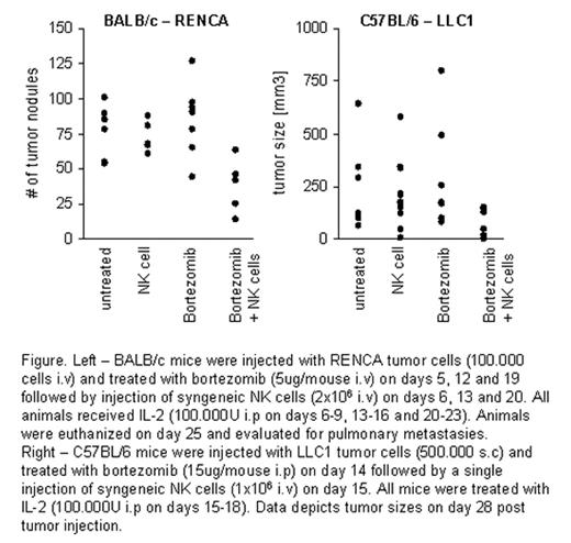 Figure. Left - BALB/c mice were injected with RENCA tumor cells (100.000 cells i.v) and treated with bortezomib (5ug/mouse i.v) on days 5, 12 and 19 followed by injection of sygeneric NK cells (2×106 i.v) on days 6,13 and 20. All animals received IL-2 (100.000 U i.p on days 6–9,13–16 and 20–23). Animals were euthanized on day 25 and evaluated for pulmonary metastasies. Right - C57BL/6 mice were injected with LLC1 tumor cells (500.000 s.c) and treated with bortezomib (15ug/mouse i.p) on day 14 followed by a single injection of syngeneic NK cells (1×106 i.v) on day 15. All mice were treated with IL-2 (100.000U i.p on days 15–18). Data depicts tumor sizes on day 28 post tumor injection.