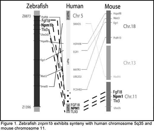 Figure 1. Zebrafish znpm1b exhibits synteny with human chromosome 5q35 and mouse chromosome 11.