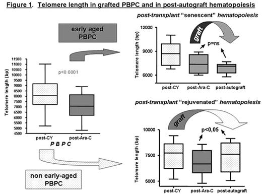 Figure 1. Telomere length in grafted PBPC and in post-autograft hematopoiesis