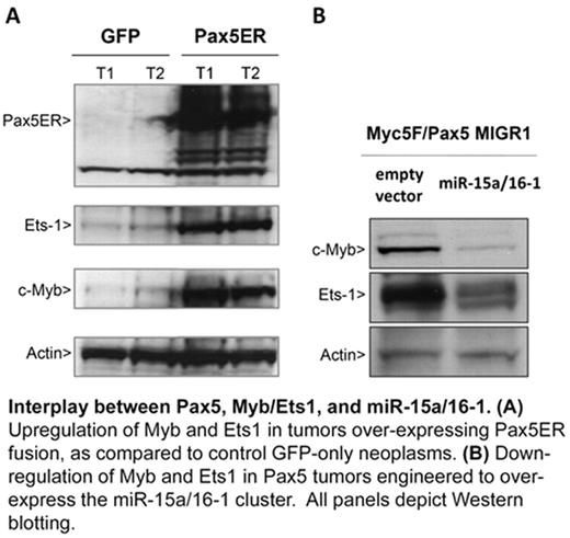 Interplay between Pax5, Myb/Ets1, and miR-15a/16-1. (A) Upregulation of Myb and Ets 1 in tumors over-expressing Pax5ER fusion, as compared to control GFP-only neoplasms. (B) Down-regulation of Myb and Ets1 in Pax5 tumors engineered to over-express the miR-15a/16-1 cluster. All panels depict Western blotting.