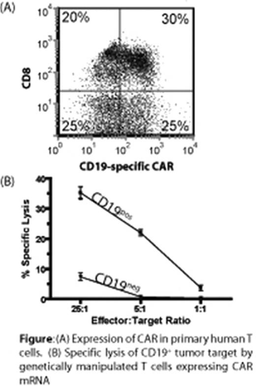 Figure:. (A) Expression of CAR in primary human T cells. (B) Specific lysis of CD19+ tumor target by genetically manipulated T cells expressing CAR mRNA