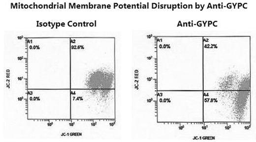 Mitochondrial Membrane Potential Disruption by Anti-GYPC