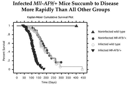 Infected Mll-AF9/+ Mice Succumb to Disease More Rapidly Than All Other Groups