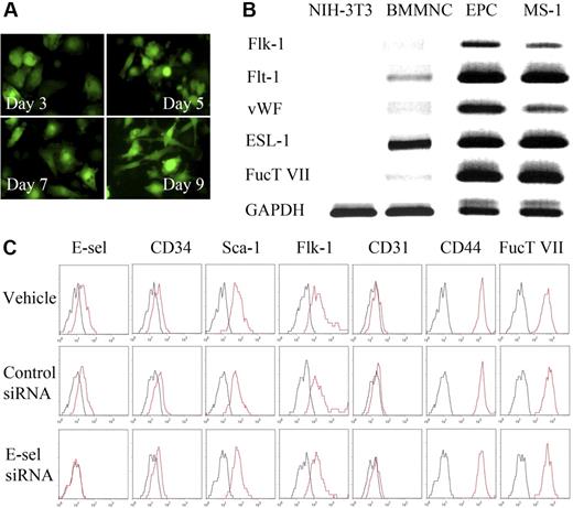 Figure 2. Characterization of murine bone marrow–derived EPCs and the effect of E-selectin on EPC differentiation. (A) Sequential changes of cultured BM-derived cells from eGFP-transgenic mice. Round, floating cells had changed into spindle-like, attaching cells as times went by. (B) RT-PCR analysis showing RNA expression profiles of EC-specific markers and functional E-selectin ligands in fibroblasts (NIH-3T3), bone marrow mononuclear cells, EPCs, and EC (MS-1) (ESL-1, E-selectin ligand-1; FucT VII, fucosyltransferase-VII). (C) Surface antigens on EPC by flow cytometry. Both E-selectin and E-selectin ligands (CD44 and FucT VII), in addition to progenitor cell or EC makers, were expressed on EPCs. E-selectin expression on EPCs was totally suppressed by E-selectin siRNA, but not by control siRNA, demonstrating the reliability of both E-selectin and control siRNA action. But the expression of other EC-specific markers and progenitor cell markers, or EPC differentiation was affected little by E-selectin siRNA.