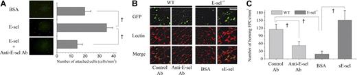 Figure 3. The modulation of EPC homing to ischemic tissue by sE-selectin. (A) Representative figure showing more EPCs attached to E-selectin–adsorbed gelatin plate (E-sel) than BSA-adsorbed plate (BSA, control protein). Pretreatment with blocking antibody against E-selectin (anti–E-selectin Ab) significantly attenuated EPC attachment to the E-selectin–adsorbed plate. Quantitative analysis of attached EPCs (†P < .05; n = 4, respectively; scale bar, 500 μm). (B) Representative fluorescent images of muscle 1 week after ischemia (scale bar, 100 μm). One million EPCs cultured from eGFP transgenic mice (green) were “systemically administered” to WT and E-sel−/− mice after induction of ischemic hindlimb. Before EPC transplantation, either control antibody or anti–E-selectin antibody was injected into WT mice intravenously. In E-sel−/− mice, BSA or sE-selectin (sE-sel) was locally injected into the ischemic muscle. BS-1 lectin staining (red) was used for visualizing ECs. Dual-positive cells were the differentiated ECs from donor EPCs. They were less observed in anti–E-selectin antibody group of WT mice than in control antibody group. In E-sel−/− mice, sE-selectin treatment increased dual-positive cells compared with BSA treatment. (C) Quantitative analysis of incorporated EPCs to ischemic limb. The number of EPCs homing to ischemic limb decreased by blocking E-selectin in WT mice (†P < .05; n = 4, respectively) and increased by injecting sE-selectin in E-sel−/− mice (†P < .05; n = 4, respectively). Error bars in panels A and C represent SD.