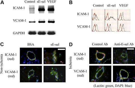 Figure 4. The induction of adhesion molecules on ECs by sE-selectin. (A) RT-PCR analysis of ICAM-1 and VCAM-1 expression on ECs after stimulation with sE-selectin (sE-sel). (B) FACS analysis of ICAM-1 and VCAM-1 protein expression on ECs. sE-selectin increased both mRNA and protein expressions of ICAM-1 remarkably and VCAM-1 mildly in ECs. VEGF was used as positive control. (C,D) Immunofluorescent images of ICAM-1 and VCAM-1 in nonischemic (C) and ischemic hindlimb (D). The expression of ICAM-1 (red) on endothelium (green) was induced by injecting sE-selectin into nonischemic muscle (C, scale bar, 200 μm). Overexpressed ICAM-1 by ischemia was suppressed when E-selectin was neutralized by injecting anti–E-selectin antibody into ischemic muscle (D, scale bar, 200 μm). The expression of VCAM-1 was low in all conditions. DAPI (blue) staining was performed to visualize the nucleus.
