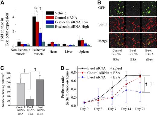 Figure 7. Knock down of E-selectin by in vivo administration of E-selectin siRNA impaired vasculogenesis of ischemic hindlimb, which was rescued by sE-selectin treatment. (A) Real-time RT-PCR showed that E-selectin siRNA significantly attenuated the expression of E-selectin in various tissues after ischemia, especially in ischemic muscle, when the mice were treated with E-selectin siRNA (†P < .05; n = 4). (B-D) A million EPCs cultured from bone marrow of eGFP transgenic mice (green) were transplanted into siRNA-treated mice after induction of ischemic hindlimb. Before EPC transplantation, either BSA or sE-selectin (sE-sel) was injected into ischemic muscle. (B) Representative fluorescent images of muscle 1 week after ischemia (scale bar, 100 μm). BS-1 lectin staining (red) was used for visualizing ECs. (C) Quantitative analysis of incorporated EPCs to ischemic limb. The number of homing EPCs to ischemic limb was markedly decreased by E-selectin siRNA, but not by control siRNA (†P < .05). Injecting sE-selectin recovered EPC homing in E-selectin siRNA-treated mice (†P < .05). (D) LDPI analysis of siRNA-treated mice. Compared with control animals treated with control siRNA + BSA (red circle), the animals treated with E-selectin siRNA + BSA (blue triangle) showed significantly attenuated blood flow recovery to ischemic limb. But administration of sE-selectin (black square) was able to rescue the impaired blood flow recovery to ischemic limb in E-selectin siRNA-treated animals (blue triangle) (†P < .05; n = 7, respectively). Error bars in panels A, C, and D represent SD.