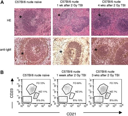 Figure 2. Effect of 2 Gy on splenic white pulp and number of splenic MZB cells in C57BL/6 nude mice. (A) Overview of HE and IgM stainings, performed on frozen sections (all pictures taken at the same magnification): spleens from C57BL/6 nude mice before and 1 week and 4 weeks after 2 Gy TBI irradiation. The marginal zones are indicated by asterisks, showing that IgM+ MZB cells disappeared by 1 week after TBI and exhibited partial repopulation by 4 weeks after TBI. See “Light microscopy, immunohhistochemistry, and electron microscopy” for complete image acquisition information. (B) Flow cytometric analysis of splenocytes from C57BL/6 mice before and 1 week or 3 weeks after 2 Gy TBI irradiation. Results shown were obtained in the B220+ lymphocyte gate, MZB cells were identified as CD21hiCD23lo, follicular B (FO) cells as CD21loCD23hi, and B1b cells as CD21negCD23neg.