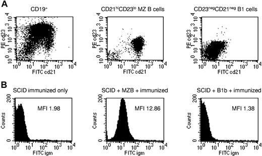 Figure 3. MZB cells, not B1b cells, are responsible for rapidly induced IgM xenoantibody formation. (A) MACS-enriched CD19pos B cells from BALB/c nude spleens (left panel) were purified using FACS sorting into CD21highCD23low MZB cells (middle panel) and CD21negCD23neg B1b cells (right panel). Representative plots are shown from 3 identical experiments. (B) CB17 SCID mice were given 2 to 5 × 106 subset B cells intravenously on day 0, and 200 μL whole hamster blood on day 7. Serum IgM xenoantibody titers in an unreconstituted SCID mouse (left panel), a SCID mouse given CD19posCD21highCD23low MZB cells (middle panel), and a SCID mouse given CD19posCD21negCD23neg B1b cells (right panel). Representative plots are shown from 1 of 3 to 4 mice from 3 identical experiments.
