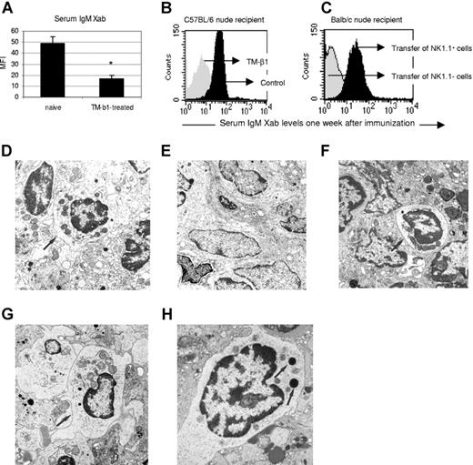 Figure 4. NK1.1+-cell help is required for IgM xenoantibody production by MZB cells, and is deficient in BALB/c nude mice. (A-C) Hamster RBC immunization was performed in naive or TM-β1–treated C57BL/6 nude mice. Serum IgM xenoantibody levels were measured on day 7 after immunization. (A) Bars represent means (± SE) MFI of 3 naive and 9 TM-β1–treated mice (*P < .05 for comparison between groups). (B) Histogram illustrates the MFI of 1 representative animal of both groups. (C) At 1 week before hamster heart xenografting, 6 × 106 NK1.1+ or NK1.1− cells from C57BL/6 nude naive mice were transferred to BALB/c nude naive recipients (Table 2; groups G,H). Serum IgM xenoantibody levels were measured at the time of graft rejection, or at day 7. Histograms illustrate 1 representative sample of both groups. (D-H) Electron microscopy of spleen tissue from (D) a lethally irradiated C57BL/6 nude mouse, (E) a lethally irradiated BALB/c nude mouse, (F) a BALB/c nude mouse first given transplants of C57BL/6 nude splenic tissue under the kidney capsule, subsequently given a hamster heart xenograft, and—when in the process of rejecting the xenograft—exposed to a lethal irradiation dose, and (G) a BALB/c nude mouse that first received NK1.1+ cells from C57BL/6 nude naive mice, subsequently was given a hamster heart xenograft and finally given lethal irradiation. All pictures were taken at the same original magnification (×11 000). Arrows indicate radioresistant large granular lymphocytes in the white pulp in panels D, F, and G, and these cells are absent in panel E. (H) Detail of a large granular lymphocyte from the same spleen shown in panel G and reveals the dense cytoplasmic granules (←; original magnification, ×19 000). Spleen samples used for electron microscopic examination were taken at 5 days after lethal irradiation. See “Light microscopy, immunohistochemistry, and electron microscopy” for complete image acquisition information.