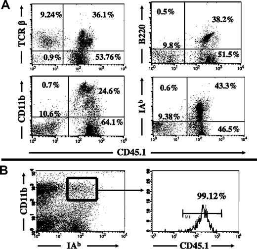 Figure 1. Flow-cytometric analysis of recipient leukocyte replacement in radiation bone marrow chimeras. The replacement of various leukocyte populations in B6.CD45.2 mice was analyzed 4 weeks after 10-Gy radiation and congenic bone marrow transplantation from B6.CD45.1 bone marrow donors. (A) Approximately 90% of intrahepatic leukocytes were replaced by donor-type leukocytes. The remaining 10% were almost entirely TCR-positive (top left) and negative for CD45R/B220, CD11b, and MHC class II, indicating that they were non-Kupffer cells. (B) The origin of isolated intrahepatic macrophages was greater than 99% donor BM-derived, based on expression of CD11b and MHC class II (IAb). Numbers on plots are percentages of lymphocytes.
