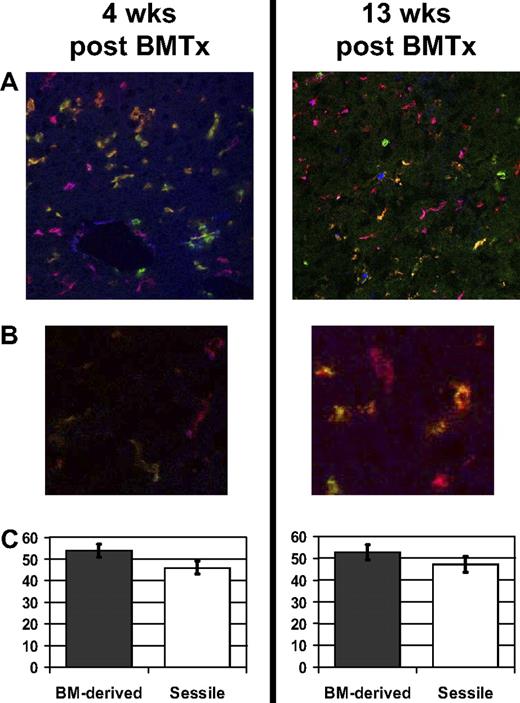 Figure 2. Immunohistologic staining for Kupffer cells in radiation bone marrow chimeras. B6.CD45.2 recipient mice were irradiated (10 Gy) and reconstituted with B6.CD45.1 bone marrow. Frozen tissue sections were stained for macrophages (F4/80), CD45.1+ BM-derived cells, and CD45.2+ recipient-derived cells, revealing Kupffer cells derived from donor BM (purple-red), sessile recipient-type KCs (orange-green), BM-derived non-KC leukocytes (blue), and recipient-type non-KC leukocytes (green). (A) Liver tissue sections 4 weeks (left) and 13 weeks (right) after bone marrow transplantation, showing an equal distribution of BM-derived and sessile KCs. Original magnification, ×200. (B) Higher magnification of BM-derived and sessile KCs 4 weeks (left) and 13 weeks (right) after bone marrow transplantation. Original magnification, ×400. (C) Quantitative analysis of the 2 KC subsets revealed that 46% (± 3%) were sessile KCs of recipient origin. Error bars represent SEM.