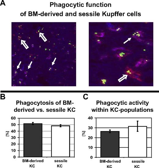 Figure 3. Sessile and BM-derived KCs have equal phagocytic capacity. To evaluate the phagocytic capacity of BM-derived and sessile KCs, radiation bone marrow chimeras (10-Gy radiation dose) were injected with fluorescent beads, which underwent rapid phagocytosis by macrophages. (A, left) The distribution of fluorescent beads in BM-derived and sessile KCs was assessed by costaining with a fluorescent anti-CD45.1 mAb. Double-positive CD45.1 KCs appeared purple (closed arrow), whereas sessile (CD45.2+) KCs only stained with F4/80 (red, open arrow). Original magnification, ×200 (left). Higher magnification, ×400 (right). (B) Quantitative analysis of bead-carrying KCs revealed an almost equal distribution of phagocytic BM-derived and sessile KCs (52% ± 1.7% vs 48% ± 1.7%). (C) Phagocytic activity of BM-derived (26% ± 1.7%) versus sessile KCs (32% ± 5.3%) expressed as a fraction of the total KCs.