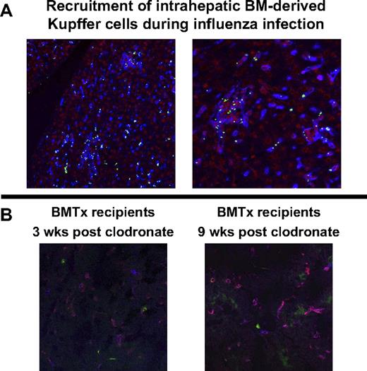 Figure 5. Inflammatory BM-derived KCs were not directly recruited from the bone marrow. (A) Bone marrow chimeras were injected with fluorescent microspheres and then infected with influenza. Microspheres were immediately removed from the circulation by phagocytes, but focus formation within the livers did not occur until 5 days after infection. The accumulation of bead-carrying KCs indicated that KCs engaging in focus formation had already populated the liver several days earlier and were not derived from circulating monocytes. KCs (F4/80-Cy5) are displayed in false color blue, DAPI-stained nuclei are red, and fluorescent microspheres green. (B) To evaluate if the sessile KC population was derived from radioresistant intrahepatic precursor cells, hepatic KCs were entirely eliminated by clodronate liposome injection 3 weeks after bone marrow transplantation. Three weeks or 9 weeks later, sections from bone marrow chimeras were stained for BM-derived (CD45.1, blue) and sessile (CD45.2, green) KCs (F4/80, red). While recipient CD45.2 non-KC leukocytes (lymphocytes, granulocytes, etc) were abundant 3 and 9 weeks after clodronate injection, there were only BM-derived KCs in the liver sections of these animals; sessile KCs were not detectable. Original magnification, ×400.