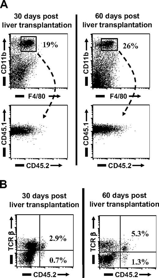 Figure 6. Flow-cytometric analysis of recipient leukocyte replacement in orthotopic liver transplant recipients. As an alternative approach to the analysis of KC turnover, livers from B6.CD45.2 animals were transplanted orthotopically into B6.CD45.1 recipients. By this experimental design, the bone marrow compartment of the recipient was spared from experimental manipulation. (A) The replacement of CD45.2 intrahepatic leukocytes by CD45.1 BM-derived cells was evaluated 30 and 60 days after liver transplantation by flow-cytometric analysis. Similar to bone marrow chimeras, CD11b/F4/80-positive KCs were all CD45.1+ in cell isolates from intrahepatic leukocytes. This indicated their origin from the bone marrow of the liver transplant recipient. (B) As seen in radiation bone marrow chimeras, a small percentage of CD45.2/TCR+ cells remained within the transplanted livers. Numbers in plots are percentages of lymphocytes.
