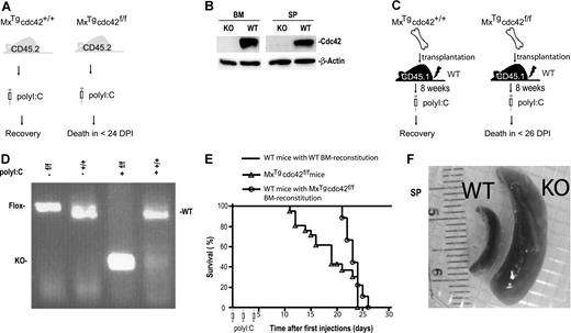Figure 1. cdc42 deletion in the bone marrow causes lethality and splenomegaly. (A) A schematic representation of the experimental design to delete cdc42 in primary MxTgcdc42f/f mice by polyI:C induction. (B) Cdc42 protein was absent in bone marrow and spleen from polyI:C-induced MxTgcdc42f/f mice as detected by Western blotting. (C) Experimental procedures for bone marrow transplantation into lethally irradiated recipient mice. Control (MxTgcdc42+/+) or mutant (MxTgcdc42f/f) donor bone marrow cells of the CD45.2+ genotype were transplanted into lethally irradiated CD45.1+ recipients. After 8 weeks, the recipients were treated with 3 doses of polyI:C in 2-day intervals. (D) The floxed cdc42 allele was effectively deleted from the transplanted MxTgcdc42f/f bone marrow cells after the polyI:C treatment as detected by PCR genotyping. (E) Viability of the cdc42 knockout primary mice and the bone marrow transplant recipient mice is depicted by the Kaplan-Meier survival curve after polyI:C treatment. Primary MxTgcdc42f/f (f/f) mice, n = 16; WT mice with f/f bone marrow reconstitution, n = 6; mice with WT bone marrow reconstitution, n = 12. (F) Representative gross anatomy of spleens from polyI:C-treated MxTgcdc42+/+ (WT) and MxTgcdc42f/f (KO) mice.