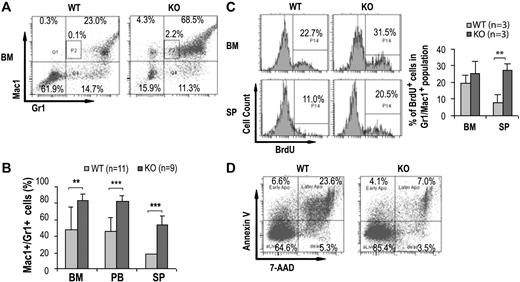 Figure 4. Cdc42 deletion promotes expansion of myeloid cells. (A) Representative FACS analysis of bone marrow cells by Gr1/Mac1 staining of the indicated genotypes at 14 DPI. P2 gating represents the Mac-1+, Gr-1lo population of immature monocytic cells. The numbers shown indicate the percentage of cells within each gate. (B) The frequencies of Gr1+/Mac1+ cells from bone marrow, peripheral blood, and spleens determined by flow cytometry are shown. (C) Mice were injected with one dose of BrdU 2 hours prior to being killed. Representative histograms (left) and statistical quantification (right) of BrdU incorporation determined by flow cytometry of the Gr1+/Mac1+ bone marrow cells and splenocytes are shown. (D) Representative FACS analysis of Gr1+/Mac1+ cells from WT and KO bone marrow by annexin V/7-AAD staining shows increased survival of the KO cells. Numbers indicate percentage of cells within each gate.