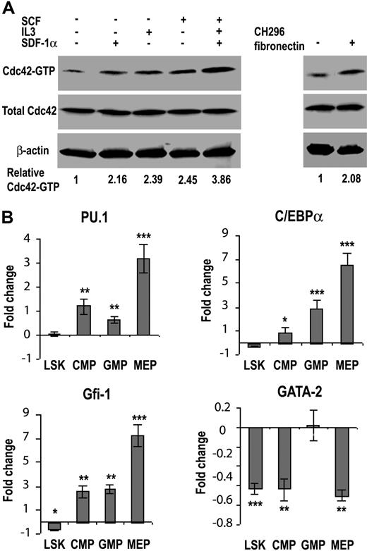 Figure 7. Cdc42 deletion results in altered transcription factor network in progenitors. (A) The relative Cdc42-GTP level in the WT low-density bone marrow cells under various stimulatory conditions was determined by the GST-PAK1 effector domain pull-down assay as described in “Cdc42 activity effector domain pull-down assay.” (B) Changes in gene transcription of purified LSK, CMP, GMP, and MEP cells from WT and KO bone marrow were measured by quantitative real-time PCR. The relative transcript levels of each cell population were internally normalized to that of GAPDH, and the results are expressed as (= KO/WT − 1). Each cell population was pooled from at least 4 mice and values are representative of at least 2 independent experiments performed in triplicate. *P < .05; **P < .01; and ***P < .001.