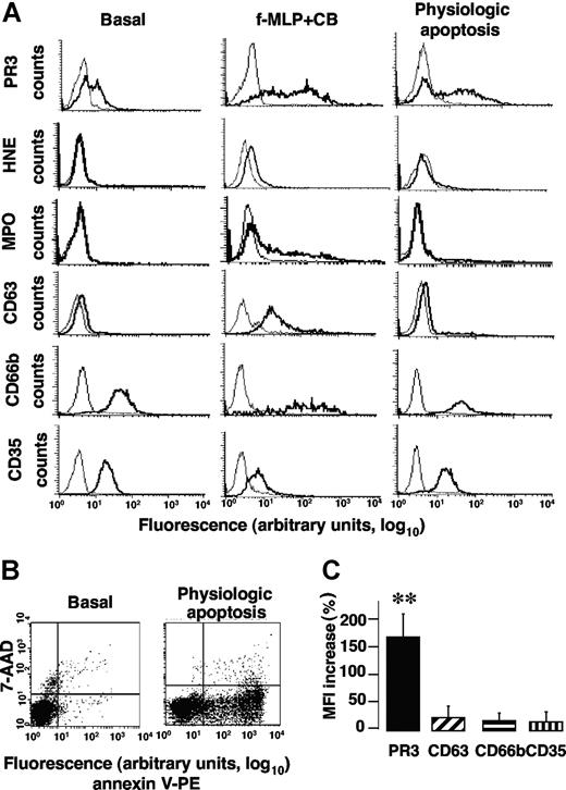 Figure 1. Apoptosis increased membrane PR3 expression without degranulation of isolated human neutrophils. (A) Flow-cytometry analysis of membrane expression of PR3, HNE, MPO, CD63, CD66b, and CD35 (bold lines) or control IgG (thin lines) on isolated resting neutrophils (basal) or after f-MLP plus CB-triggered degranulation or physiologic apoptosis induction. This representative experiment used neutrophils from 1 donor; comparable results were obtained with neutrophils from 4 others. (B) Evaluation of PS externalization on apoptotic neutrophils. This typical experiment shows PS externalization detected with PE-conjugated annexin-V binding, plotted versus cell necrosis evaluated by 7-AAD labeling. (C) Variations of the membrane PR3, CD63, CD66b, or CD35 expression before and after apoptosis. After inducing apoptosis, mean fluorescence intensity (MFI) of membrane PR3 expression increased significantly compared with basal conditions (**P < .01 using ANOVA), whereas MFI of CD63, CD66b, or CD35 remained unchanged. Results are means (± SEM) from 5 independent experiments with neutrophils from 5 different healthy donors.