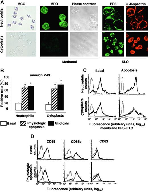 Figure 2. Apoptosis-induced membrane PR3 expression on cytoplasts: a model of granule-free neutrophils. (A) Morphology of cytospin, freshly isolated neutrophils and neutrophil-derived cytoplasts. Nuclei are visible in MGG-stained neutrophils but not cytoplasts (magnification ×40). After methanol permeabilization of all membranes, including those of granules, MPO was detected only in neutrophils by immunolabeling and phase-contrast microscopy. PR3 and αII-spectrin immunolabeling of neutrophils and cytoplasts after SLO permeabilization. Slides were analyzed by confocal microscopy with a Zeiss LSM-5 confocal scanning laser microscope version 3.2 SP2 (Zeiss), equipped with an argon laser and helium-neon lasers, using a plan-aprochromat ×63/1.40 NA oil immersion objective lens and a crop ×2, at room temperature. Green fluorescence was observed with a 505-530–nm band-pass emission filter under 488-nm laser illumination and red fluorescence with a 560 long-pass emission filter under 543 laser illumination. Pinhole diameters were set to get 0.8-μm thick optical slices, and images were collected every 0.4 μm along the z-axis. Imaging corresponding to alexa 488, alexa 555, and rhodamin fluorescence were obtained using the multitrack mode. (B) Quantification of PS externalization assessed by annexin-V positivity (and 7-AAD negativity) of neutrophils and cytoplasts by flow cytometry, under basal conditions or after physiologic or gliotoxin-induced apoptosis. Under basal conditions almost no PS externalization was detected on either neutrophils or cytoplasts, whereas after apoptosis induction, significantly more (*P < .05 ANOVA) annexin-V–labeled neutrophils and cytoplasts were observed. Data are mean (± SEM) of the percentage of positive cells in neutrophils from 6 distinct donors. (C) Flow-cytometry analysis of membrane PR3 expression (bold lines) on neutrophils and cytoplasts versus control IgG1 (thin lines). In this representative experiment, under resting conditions (basal), 82% of neutrophils or their corresponding cytoplasts expressed PR3 at their cell surface. Under basal and apoptotic conditions, respectively, the MFIs of membrane PR3 expression were 46 and 190 on neutrophils and 51 and 116 on their corresponding cytoplasts. (D) Flow-cytometry analysis of degranulation markers CD35, CD66b, and CD63 (bold lines) versus isotypic control (thin lines) on cytoplasts under basal or apoptotic conditions. Panels A, C, and D report representative results for neutrophils from a given donor and their corresponding cytoplasts, which were confirmed in independent experiments performed with 3 different cytoplast preparations from 3 different donors.