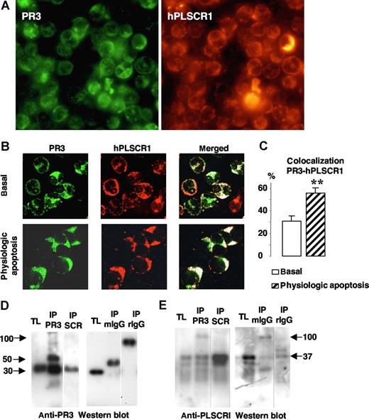 Figure 3. Colocalization and molecular association of PR3 and hPLSCR1 in neutrophils. (A) Immunofluorescence microscopy analysis of neutrophils after PR3 (left) and hPLSCR1 (right) immunolabeling (magnification × 63). (B) Confocal microscopy analysis of indirect fluorescence immunolabeling of PR3 (green) and hPLSCR1 (red) under basal conditions and after physiologic apoptosis induction. Images were obtained as described in Figure 2. Under resting conditions, punctuated membrane PR3 labeling was easily detected in SLO-permeabilized neutrophils. hPLSCR1-immunofluorescence patterns were similar to those observed for PR3. The merged fluorescence (white) showed cytoplasmic and membrane colocalizations of PR3 and hPLSCR1 in resting and apoptotic neutrophils. Control experiments with mouse or rabbit IgG antibodies alone were not labeled (data not shown). (C) Percentages of PR3-hPLSCR1 colocalizations calculated with LSM software. PR3 labeling colocalized with the hPLSCR1 (**P < .01) based on counts of 401 basal and 112 apoptotic neutrophils from 5 different donors. Data are mean (± SEM). (D,E) Western blots of reciprocal coimmunoprecipitation from total neutrophil lysates (TL). Immunoprecipitates (IP) were analyzed by 10% sodium dodecylsulfate–polyacrylamide gel electrophoresis (SDS-PAGE) and transferred onto polyvinylidene difluoride membranes. PR3 was detected as a single band at 30 kDa in TLs and in both PR3 (IP PR3) and hPLSCR1 (IP SCR) immunoprecipitates by a rabbit polyclonal anti-PR3 (D); hPLSCR1 was detected as a single band at 37 kDa in TLs and in both hPLSCR1 (IP SCR) and PR3 (IP PR3) immunoprecipitates by a rabbit polyclonal anti-hPLSCR1 (E). TLs were also immunoprecipitated with mouse (IP mIgG) or rabbit (IP rIgG) control IgG and no PR3 or hPLSCR1 was detected. Vertical lines have been inserted to indicate a repositioned gel lane.