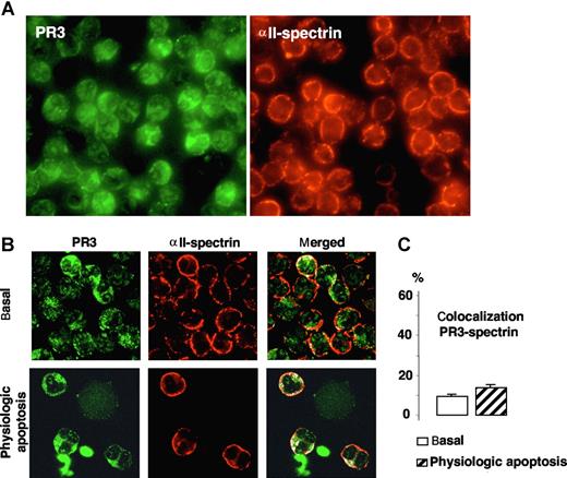 Figure 4. Immunofluorescence and confocal microscopy analysis of PR3 and αII-spectrin in neutrophils. (A) Immunofluorescence microscopy analysis of neutrophils after PR3 (left) and αII-spectrin (right) immunolabeling (magnification ×63). (B) Confocal microscopy of indirect immunolabeling of αII-spectrin (red) in resting or apoptotic neutrophils. Images were obtained as described in Figure 2. Under both conditions, αII-spectrin was localized at the inner face of the neutrophil plasma membrane and gave a typical membrane pattern different from that of PR3. No evidence of marked colocalization (white) under basal or apoptotic conditions was found. (C) Percentages of PR3–αII-spectrin colocalization calculated with LSM software, based on 407 resting and 85 apoptotic neutrophils from 4 different donors. Data are mean (± SEM).