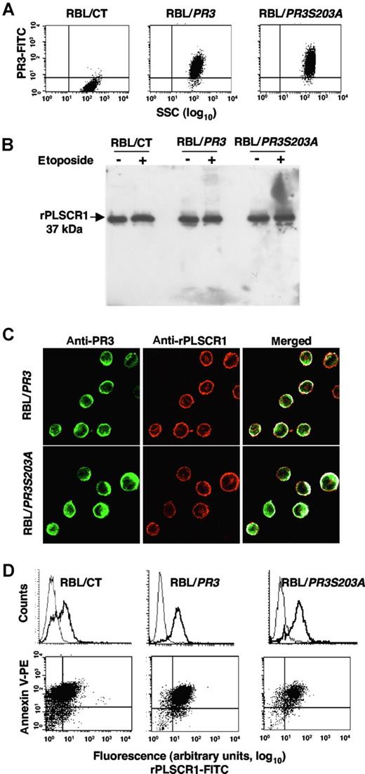 Figure 5. rPLSCR1 expression in RBL-2H3 lines expressing recombinant PR3 or its inactive PR3S203A mutant. (A) Intracellular expression of PR3 and PLSCR1 in RBL/CT, RBL/PR3, and RBL/PR3S203A. Flow-cytometry analysis of intracellular expression of PR3 in RBL transfectants. (B) Western-blot analysis of PLSCR1 (using the mouse monoclonal 129.2) in lysates under resting conditions or after etoposide-induced apoptosis. RBL cells were lysed in lysis buffer and 10 μg of protein was loaded/well. (C) Double immunofluorescence labeling of PR3 and rPLSCR1 in RBL/PR3 and RBL/PR3S203A after SLO permeabilization. The merged fluorescence showed a membrane PR3-rPLSCR1 colocalization under resting conditions. Images were obtained as described in Figure 2. (D) Flow-cytometry analysis of rPLSCR1 membrane expression (bold line) compared with the isotypic control (thin line) in RBL/CT, RBL/PR3, and RBL/PR3S203A after etoposide-induced apoptosis (top panels). Double labeling of annexin-V and PLSCR1 is shown in the bottom panels. A representative experiment of 4 different experiments giving the same result is shown.
