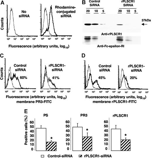 Figure 6. Impaired membrane PR3 expression in RBL/PR3 transfected with rPLSCR1/siRNA after etoposide-induced apoptosis. (A) Flow-cytometry analysis after rhodamine-conjugated siRNA electroporation. Typical experiment showing that 85% of the cells emitted a positive signal after siRNA electroporation (bold line), whereas no fluorescence was detected in the absence of siRNA (thin line). (B) Western-blot analysis of rPLSCR1 and FcϵRIβ expressions in RBL/PR3 transfected with control siRNA or rPLSCR1 siRNA. Different amounts of cell lysates (20, 10, or 5 μg) were loaded per well. Most rPLSCR1 protein disappeared 48 hours after electroporation with siRNA but not control siRNA. No FcϵRIβ modulation was observed. (C) Flow-cytometry analysis of membrane PR3 expression (bold line) versus control IgG1 (thin line) of RBL/PR3 transfected with either control siRNA or with rPLSCR1 siRNA after etoposide-induced apoptosis. (D) Flow-cytometry analysis of membrane rPLSCR1 expression (bold line) versus control IgG1 (thin line) of RBL/PR3 transfected with either control siRNA or with rPLSCR1 siRNA after etoposide-induced apoptosis. (E) Decreased PS externalization and membrane PR3 and rPLSCR1 expression after rPLSCR1 siRNA transfection. Percentages of annexin-V labeling and membrane PR3 and rPLSCR1 expression were significantly lower (data are means ± SEM; *P < .05 Student t test, n = 4) for apoptotic RBL/PR3 transfected with rPLSCR1 siRNA than control siRNA.