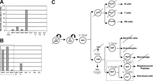 Figure 1. EKLF expression during hematopoietic cell differentiation. Cell populations were sorted as detailed in Table S1 and monitored for EKLF expression by quantitative RT-PCR. Two experiments are shown (A,B) and the results summarized (C; pathway based on Weissman et al2). Each sample was monitored in triplicate; values were normalized in each experiment to the EKLF level in megakaryocyte/erythroid progenitors (MEPs) which was set to 100. LT-HSC indicates long-term hematopoietic stem cell; MPP, multipotent progenitor; CMP, common myeloid/erythroid progenitor; GMP, granulocyte/macrophage progenitor; MEP, megakaryocyte/erythroid progenitor; CLP, common lymphoid progenitor; ProT1 and ProT2, T-cell progenitor; proB, B-cell progenitor; EP, erythroid progenitor; MkP, megakaryocyte progenitor; CMP F+, myeloid and B-cell progenitor; CMP F−, myeloid/erythroid progenitor; Mo, monocytes; N, neutrophile granulocytes; Ma, bone marrow derived macrophages; DC, dendritic cells.