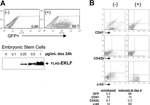Figure 2. EKLF induction negatively affects megakaryocyte formation during embryoid body (EB) differentiation. (A) Doxycycline treatment of a stable embryonic stem (ES) cell line that contains single-copy, integrated tetO-EKLF-GFP results in robust expression of GFP and EKLF within 24 hours. GFP was monitored by FACS, EKLF was monitored by anti-FLAG Western blot analysis of extracts. Representative results are shown. (B) EKLF was induced in differentiating EBs by treatment with doxycycline at day 4 and harvested at day 8. Representative FACS analyses are shown for hematopoietic progenitor (c-Kit), progenitor/megakaryocyte (CD41), and megakaryocyte (CD42b) markers. All gates were drawn based on negative controls for each sample (not shown). The table (percentages) is a subset of a more extensive analysis summarized as Table S2.
