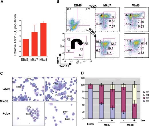 Figure 4. EKLF induction affects erythroid differentiation. FACS (A,B) and morphologic (C,D) assessment of cells derived from day 6 EBs or at 24 (Mkd7) or 48 (Mkd8) hours after placement on OP9 cells with thrombopoietin (TPO) with or without doxycycline. Data in panel A ares presented as the ratio of induced to uninduced Ter119+ levels from 4 independent experiments after subtracting negative controls for each sample using the Overton cumulative histogram subtraction algorithm48 (thus the pretreated EBd6 ratio is one). Representative FACS data of CD71 and Ter119 in panel B are boxed according to R1-R5 categories of progressive erythroid maturation as described in Zhang et al49 and schematized in the lower left panel, with the arrow showing the FACS pattern for differentiation as it proceeds from least to most mature. Numbers in each box indicate the percentage of cells within each category. Proerythroblasts (pro), basophilic erythroblasts (baso), polychromatophilic erythroblasts (poly), and megakaryocytes (meg) are indicated in panel C (May-Grunwald/giemsa stain). The frequency of megakaryocytic cells in the Mkd8 samples (C,D) was 29% (± 6%) in the absence of induction compared with 7% (± 1%) in the induced sample based on counts from 2 fields of 100 cells each from 2 independent experiments. Morphologic criteria for R2-R5 (D) were as described.50 Error bars in panels A and D are SD.