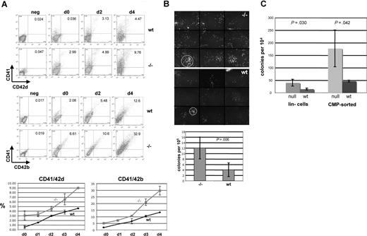 Figure 5. EKLF-null fetal liver cells yield a greater expansion of megakaryocytes. (A) E13.5 fetal liver cells from wild-type (wt) or EKLF-null (−/−) embryos were monitored for levels of CD41, CD42b, and CD42d as indicated before (d0) or after (d1-4) incubation in TPO. A representative FACS is shown (top) along with a graph of 3 additional experiments. Values are shown for double-positive cells. All gates were drawn based on negative controls for each sample (not shown). Fetal liver cell numbers are within 10% between wild-type and null embryos. Numbers on plots are numbers of cells in that rectangle. (B) E13.5 fetal liver cells were monitored for megakaryocyte colony formation in MegaCult slides. Colony formation was visualized by Alexa 288–labeled 1B5 antibody. Typical colonies are shown on top, which is a composite of 9 different areas (separated by horizontal and vertical lines) that covers approximately 56% of the slide; circles demarcate the typical difference in wild-type (wt) versus EKLF-null (−/−) colony size. Below is a graph of data from 5 experiments. (C) E13.5 fetal liver cells from wild-type (wt) or EKLF-null (null) were lineage-depleted (lin−) or CMP-sorted and monitored for megakaryocyte colony formation. The graph is an average of 3 experiments. Error bars represent SD. P-values are from t-tests.
