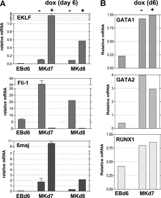 Figure 6. Expression of selected genes after EKLF induction during EB differentiation. Day 6 EBs (EBd6) were untreated (−) or treated (+) with doxycycline for 24 (Mkd7) or 48 (Mkd8) hours during growth on OP9 cells in TPO as in Figure 3. Total RNA was isolated from each, and the same sample was monitored for expression of EKLF, Fli-1, and β maj (A) or GATA1, GATA2, and RUNX1 (B). Expression normalized to levels of GAPDH is graphed; all analyses were performed in triplicate, and panel A was from 2 independent experiments. Error bars represent SD.