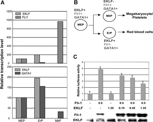 Figure 7. EKLF, Fli1, and GATA1 expression during MEP differentiation and repression of Fli1 by EKLF. Cell populations were sorted as detailed in Table S1 and monitored for EKLF, Fli1, and GATA1 expression by quantitative RT-PCR. Each sample was monitored in triplicate; values were normalized to the expression level in MEPs which was set to 100. (A) Relative levels are directly compared between EKLF and Fli1 (top) or EKLF and GATA1 (bottom). (B) Summary of the common and divergent expression patterns during bipotential differentiation from the MEP. Abbreviations are as in Table S1. (C) K562 cells were cotransfected with the pFli1 + i-Luc reporter plasmid and the indicated amounts (in μg) of Fli1 and EKLF expression plasmids. The graph displays the effects of increasing quantities of transfected EKLF plasmid on the reporter luciferase activity after normalization for transfection efficiency. Levels are expressed relative to that seen with reporter alone (given a value of 1). In the panel below, nuclear cell extracts from the transfected cells were tested for the presence of Fli1 or EKLF protein by Western blotting. Error bars represent SD.