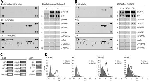 Figure 1. CM triggers IGF1R/IR and ERBB-family tyrosine phosphorylation in hESCs. (A) RTK array analysis of H1 cells stimulated by CM for 5 or 15 minutes. Tyrosine phosphorylation of IGF1R/IR and lower-intensity phosphorylation of ERBB (EGFR) family members was observed consistently. (B) RTK analysis of H1 cells stimulated by NCM and CM for 15 minutes. Increased ERBB3 phosphorylation was observed with CM stimulation. (C) RT-PCR analysis of IGF1, IGF2, IGF1R, and IR expression in H1 cells, and IGF1 and IGF2 expression in MEFs; ERBB1-4 expression in BG03 cells (and BG01 and BG02 cells; Figure S4); and HRG and ADAM19 expression in MEFs. Full-length gels are presented in Figure S4 online. (D) Flow cytometry of IGF1R, IR, ERBB2, and ERBB3 expression in H1 cells.