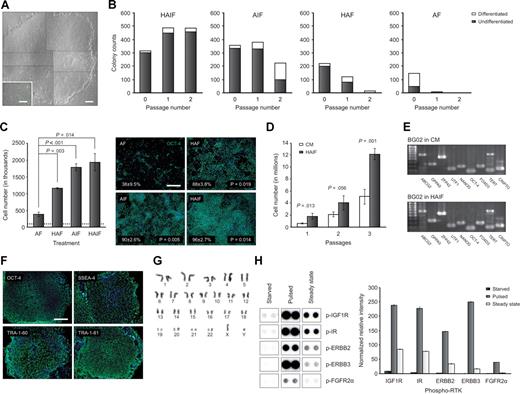 Figure 3. Culture of hESCs in a defined medium designed to stimulate IGF1R/IR and ERBB2/3 signaling. (A) Low (4× objective) and high (40× objective) magnification phase contrast images of morphologically undifferentiated BG02 hESCs growing in DC-HAIF. Overlapping fields (dashed black borders) were aligned to image a representative large colony. Scale bar equals 100 and 25 μm, respectively. (B) Colony counting for serial passaging of CyT49 hESCs in different combinations of growth factors. Starter cultures were growing on MEFs in NCM and the proportion of undifferentiated (■) and differentiated (□) colonies at each stage are indicated. A combination of all 4 factors was necessary to enable long-term maintenance of hESCs. Similar results were obtained with repeated experiments and other hESC lines. Panel B and C abbreviations: H indicates 10 ng/mL HRG1β; A, 10 ng/mL ActA; I, 200 ng/mL LR3-IGF1; and F, 8 ng/mL FGF2. (C) Cell-counting analysis of the role of IGF1 and HRG in hESC proliferation using BG02 cells (left panel). The mean cell number/well before the different growth factor combinations were applied on day 1 is indicated (…). Cultures were disaggregated and counted on day 7, and the mean and standard deviation were plotted. Right panel shows OCT4/DAPI immunostaining of a duplicate repeated experiment (4× objective), which demonstrated that IGF1 and HRG significantly increased the proportion of OCT4+ cells compared with ActA/FGF2 conditions. Scale bar equals 50 μm. (D) Direct comparison of CM and DC-HAIF growth conditions with serial passaging. BG03 cells growing on MEFs were passaged to CM and DC-HAIF conditions in parallel (p0 plates). Triplicate cell counts were performed at p1 to p3 and the split ratio–corrected total cell number was plotted (mean ± SD). Split ratios were (CM, DC-HAIF): p0 (1:3, 1:3); p1 (1:2, 1:3); and p2 (1:2, 1:2). Similar results were obtained with repeat experiments. (E) Maintenance of markers of undifferentiated cells in BG02 DC-HAIF p5 cells compared with BG02 in CM by RT-PCR. (F) Positive immunofluorescence of hESC markers in BG02 DC-HAIF p5 cells (10× objective). Scale bar equals 50 μm. (G) Representative G-banding of BG02 DC-HAIF p26 cells. (H) RTK blotting analysis of BG01 DC-HAIF hESCs starved of growth factors overnight; starved, then pulsed with DC-HAIF for 15 minutes; or steady-state cultures are shown (left panel). The mean and range of normalized relative intensity is plotted (right panel).