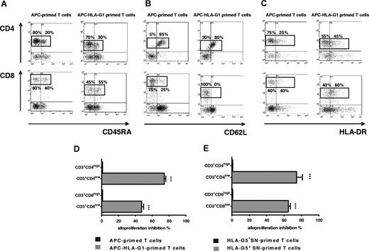 Figure 5. CD3+CD4low and CD3+CD8low cells are suppressor T-cell subsets whose CD45RA, CD62L, and HLA-DR expression is modulated. (A-C) T cells primed with either APCs (left panel) or APC-HLA-G1s (right panel) were analyzed by 4-color flow cytometry at day 6 of MLR for expression of (A) CD45RA, (B) CD62L, and (C) HLA-DR among CD4+ and CD8+ T cells. Results are shown as dot plots. Numbers represent the percentage of cells within the corresponding region. One representative experiment of 3 is shown. (D-E) T cells were primed either with (D) APCs or APC-HLA-G1s or with (E) HLA-G5− or HLA-G5+ SNs for 6 days. Then, CD4+ and CD8+ T cells were sorted. These purified cells were used in an immunosuppressive assay as γ-irradiated third-party cells in MLR with HLA-mismatched PBMCs at a responder–stimulator–third-party cell ratio of 1:1:1. Results are expressed as percentage of alloproliferation inhibition (%) ± SEM in triplicate wells. Alloproliferation inhibition percentage observed with CD3+CD4low or CD3+CD8low T cells was calculated, based on the alloproliferation observed with CD3+CD4high and CD3+CD8high T cells, respectively.